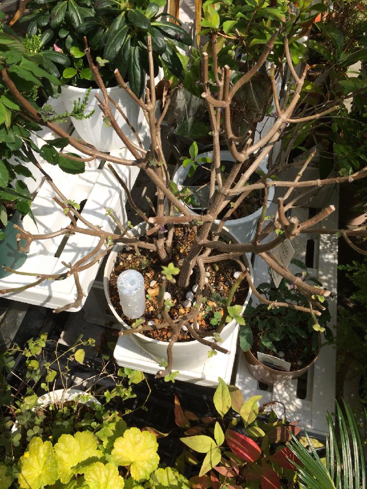 モナラベンダー Greensnap グリーンスナップ