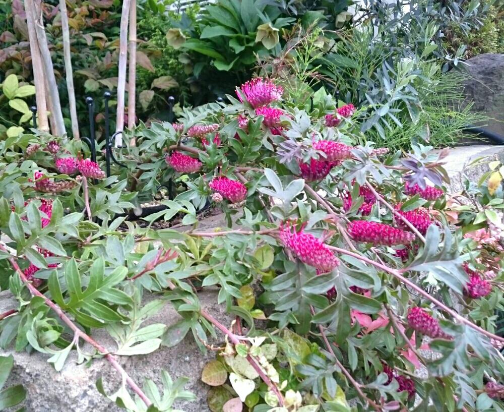 グレビレアの這性人気品種 ☘ グレビレア ガウディチャウディ ☘ 苗