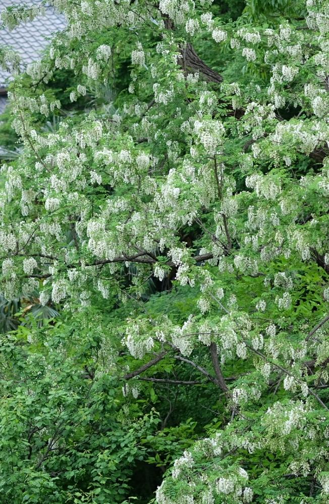 初夏の花木の投稿画像 By Robin さん 花びら 18月4月24日 Greensnap グリーンスナップ