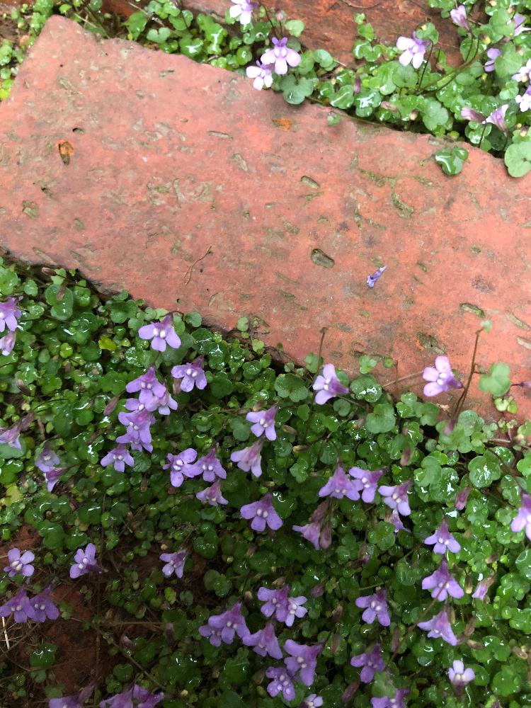 花と葉っぱさんの投稿画像 18月4月24日 Greensnap グリーンスナップ