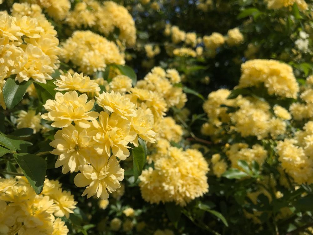 モッコウバラの投稿画像 By さとこさん 東京と神代植物公園と黄色いお花大好き協会と黄色い花 18月4月 24日 Greensnap グリーンスナップ