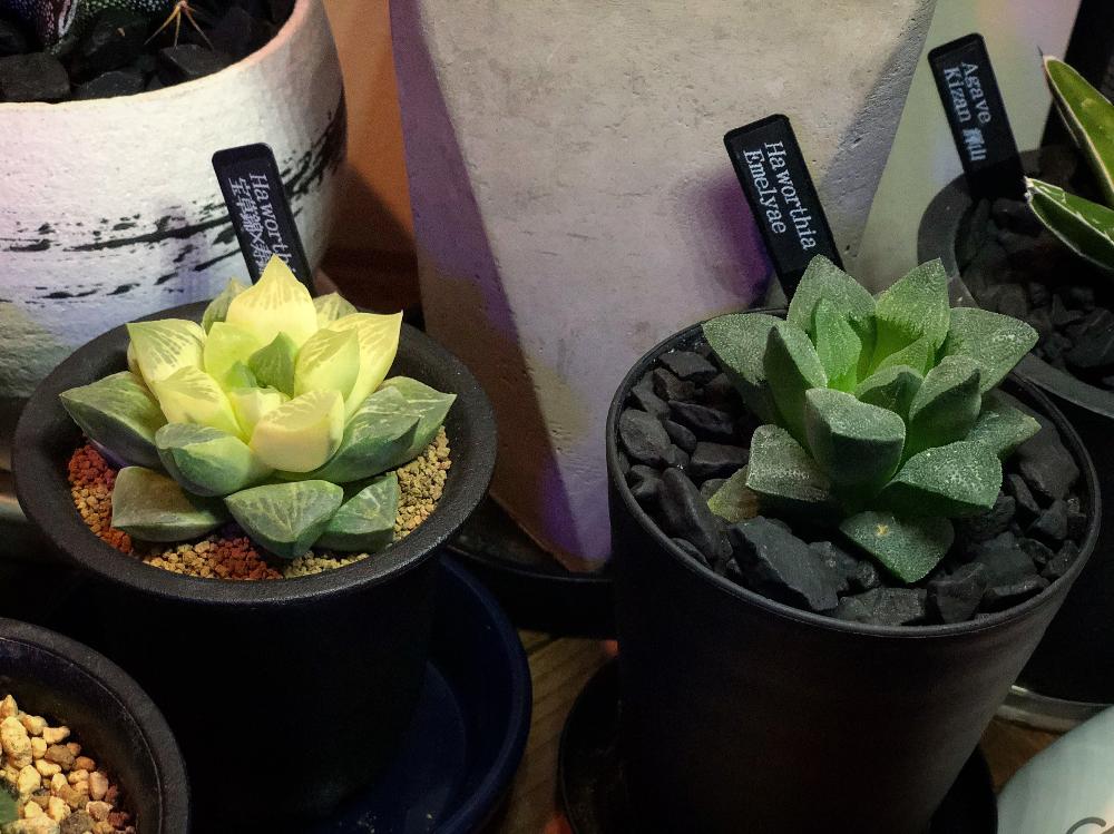 多肉植物の投稿画像 By Wangan Boseさん 寿錦とハオルチア属と宝草錦 寿錦と宝草錦 と植中毒とタニラーとハオルチア交配種 18月4月24日 Greensnap グリーンスナップ