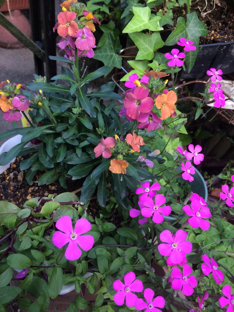 小さな庭の投稿画像 By きさくらさん エリシマム スプリングパーティとナデシコ科シレネ属と今日の一枚と花のある暮らしとナデシコ科とエリシマム とアブラナ科とエリシマム スプリングパーティとナデシコ科シレネ属と今日の一枚と花のある暮らしとナデシコ科と