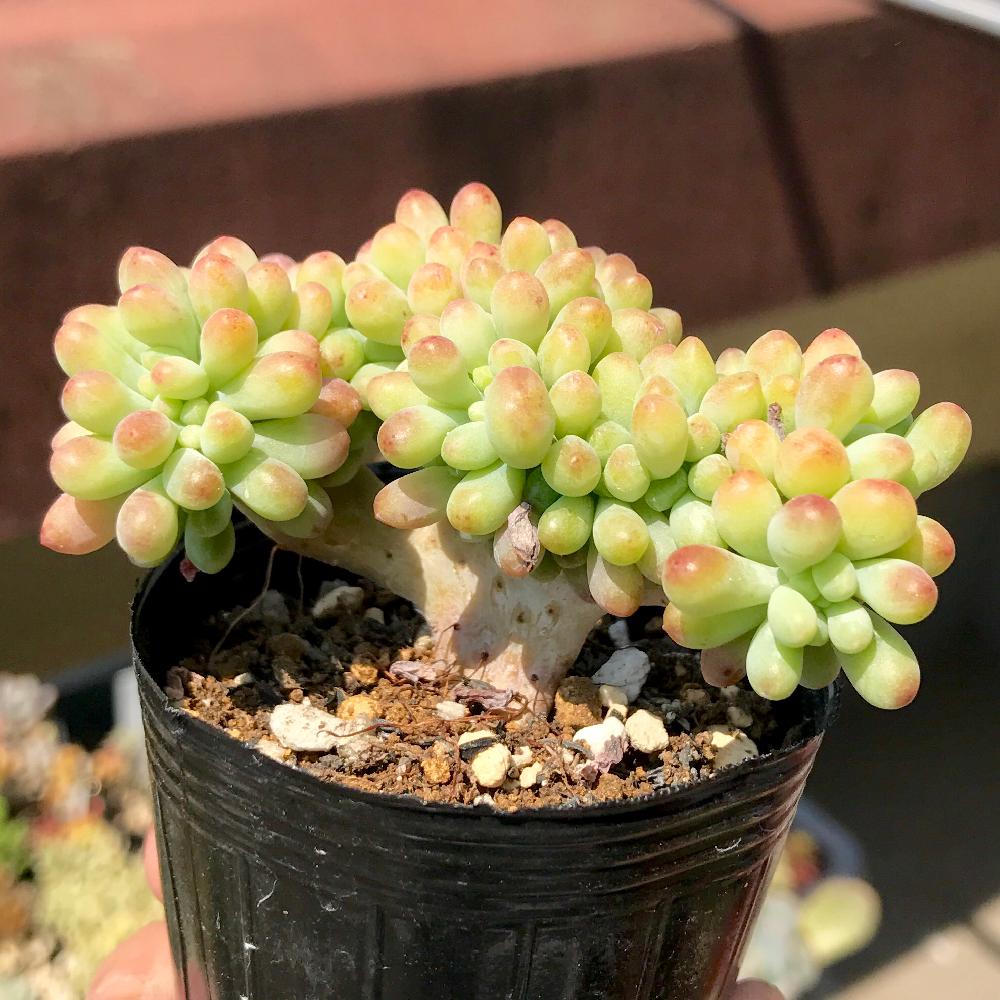 乙女心錦綴化入り 多肉植物 セダム