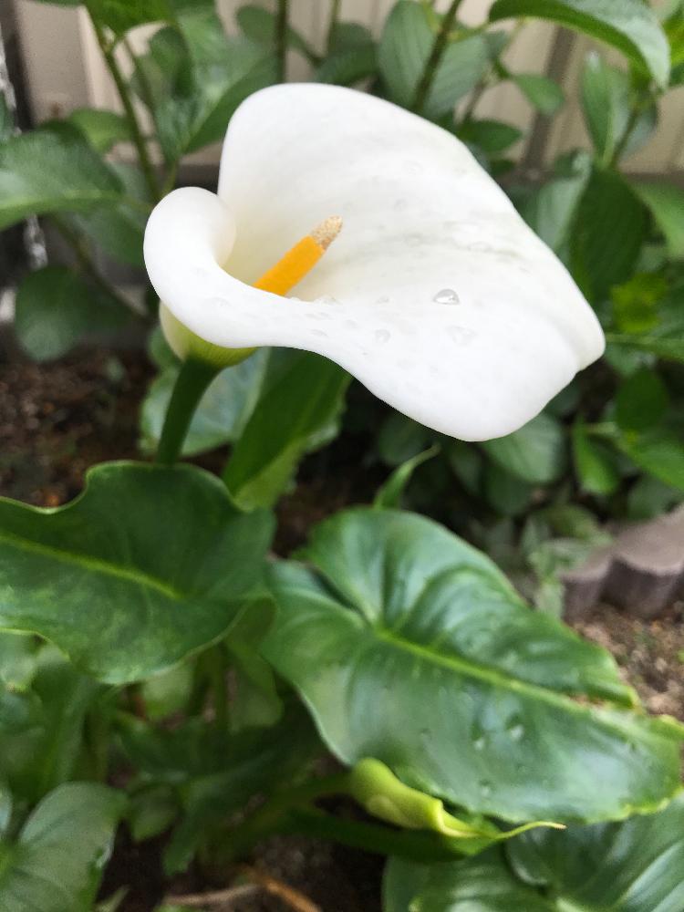カラーの投稿画像 By ひなの さん 思い出の花と植中毒と球根と花のある暮らしと白い花とカラーの白と上品なお姿 2018月4月25日 Greensnap グリーンスナップ