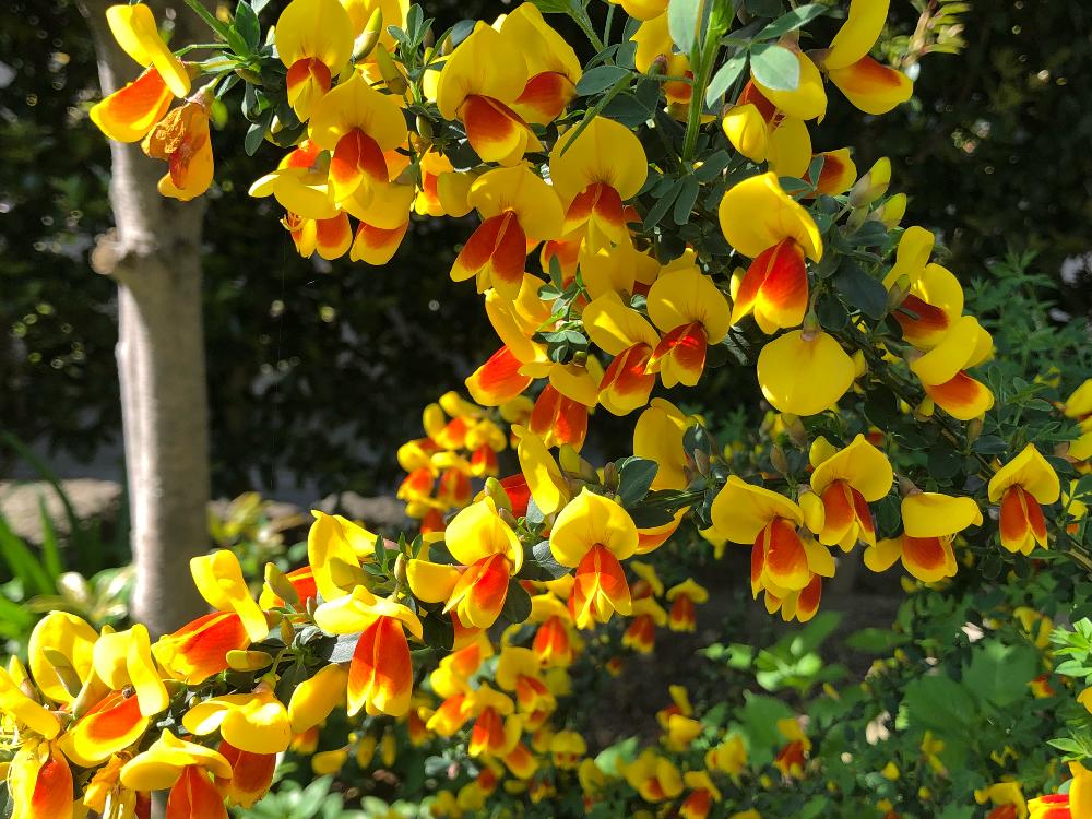 エニシダの投稿画像 By 和さん さいた と満開とはるとエニシダ と黄色の花と 黄色植物 コンテストと花のある暮らしと良い香り 18月4月25日 Greensnap グリーンスナップ