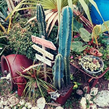多肉植物,みどりのある暮らし,観葉植物,サボテン☆,サビサビの画像