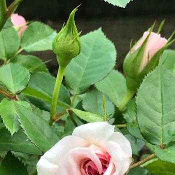 アザミウマの投稿画像一覧 Greensnap グリーンスナップ