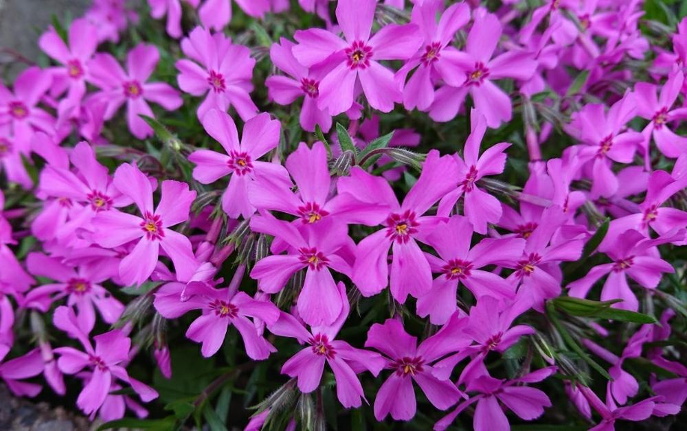 シバザクラの投稿画像 By Y Oさん 濃いピンク色と可愛い小さい花とたくさん と満開 とありがとう とキレイ といい感じ と季節の花と癒される と 花のある暮らしと元気 とかわいい花 18月4月25日 Greensnap グリーンスナップ