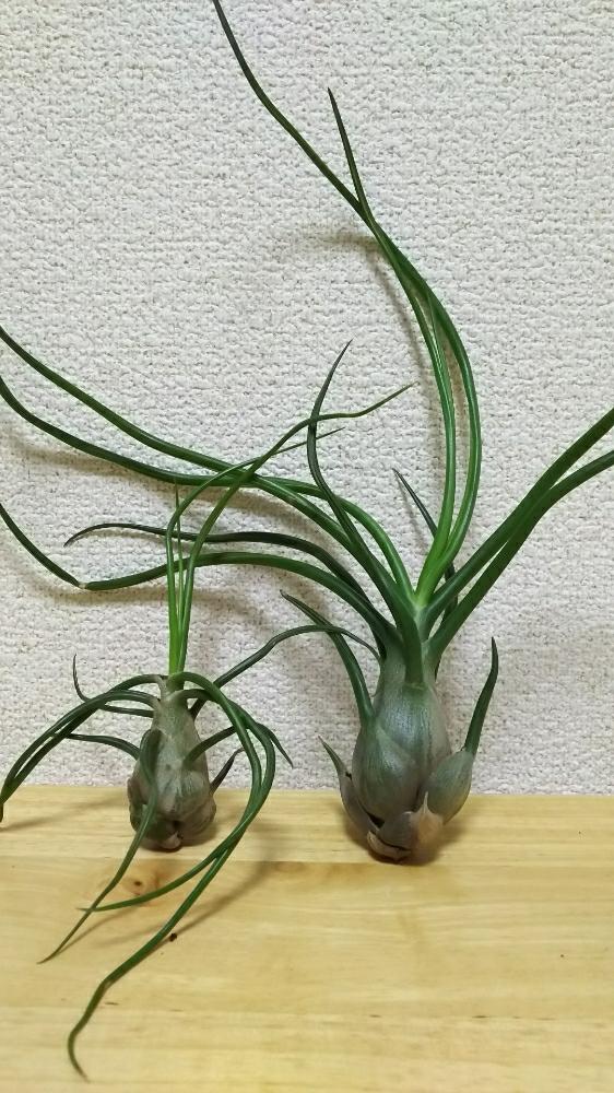 チランジア ブルボーサ ジャイアント の投稿画像 By Taroさん チランジア ブルボーサと壺型エアプランツとエアプランツ チランジアと我が家の チランジアとティランジア壺型種とチランジア エアプランツ とエアプランツlifeとベランダのチランジアとチランジアのある