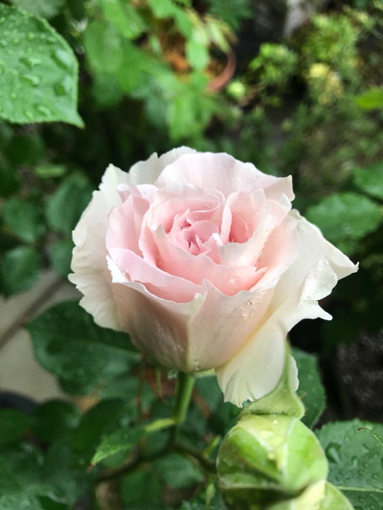 バラ ラマリエの投稿画像 By Hiro 151e さん かわいいな とばら バラ 薔薇とおきにいりとピンクと自慢のバラコンテスト18 18月4月25日 Greensnap グリーンスナップ