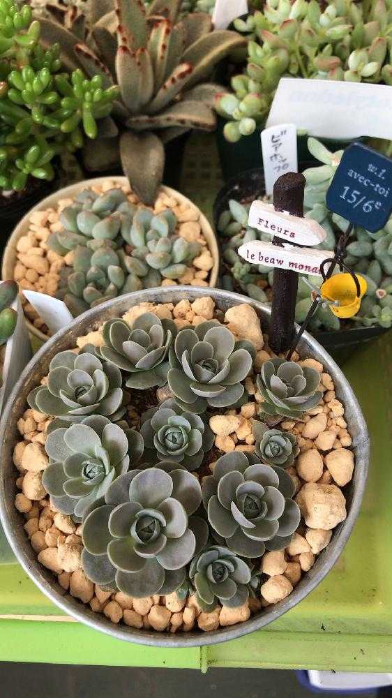 初心者タニラーの子持ち蓮華｜🍀GreenSnap（グリーンスナップ）