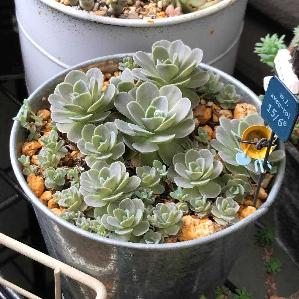 初心者タニラーの子持ち蓮華 Greensnap グリーンスナップ