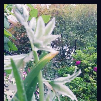 硝子の花 の投稿画像一覧 Greensnap グリーンスナップ