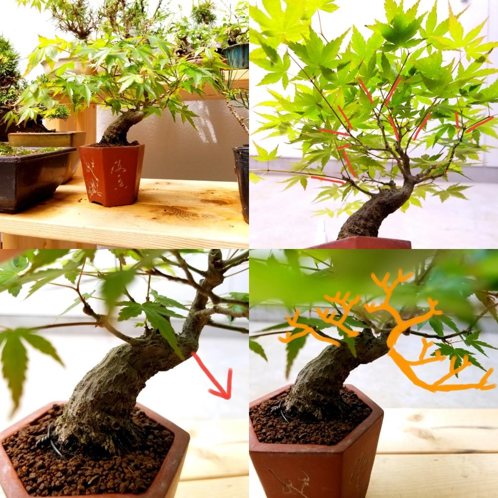 山もみじの投稿画像 By まゆぼっささん 紅葉とモミジと通し接ぎと植中毒とミニ盆栽と葉もの盆栽と小品盆栽と接ぎ木と盆栽と改作ともみじ紅葉とバルコニスト 18月4月26日 Greensnap グリーンスナップ