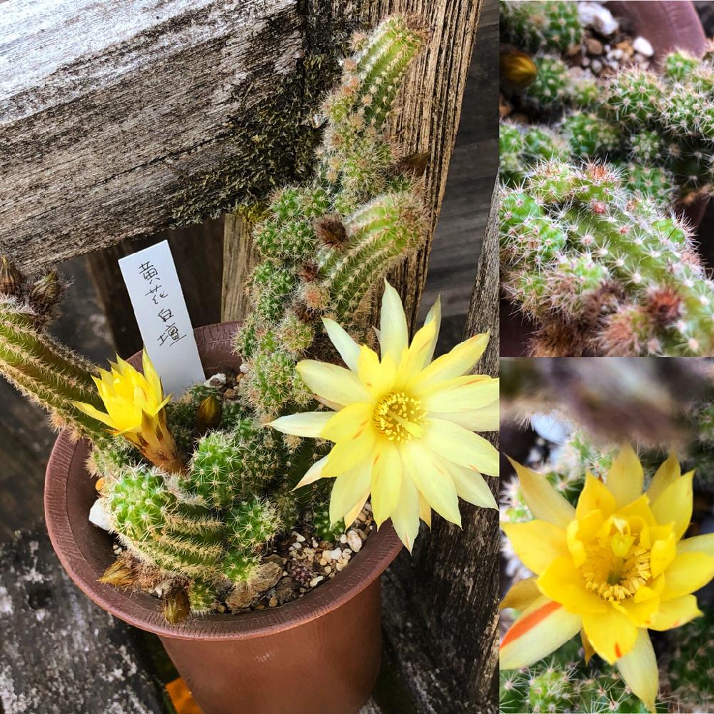 黄花白檀の投稿画像 By エンジェル ドロップ Angels Drops さん バルコニー ベランダと切って 挿して 増やす とトゲトゲと群生株とニョロニョロと 白檀 愛好会 と増やしたい子と切って 挿して 増やす とトゲトゲと群生株とニョロニョロと 白檀愛好