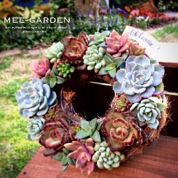 多肉植物の寄せ植えリース の投稿画像一覧 Greensnap グリーンスナップ