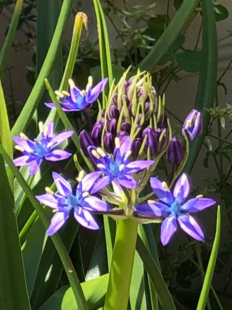 花のある暮らしの投稿画像 By 紫月さん 観葉植物とシラー ペルピアナの花 18月4月26日 Greensnap グリーンスナップ