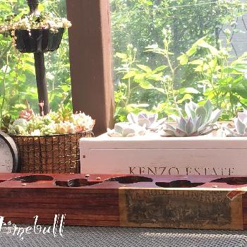 ワイン箱リメイクの投稿画像一覧 Greensnap グリーンスナップ