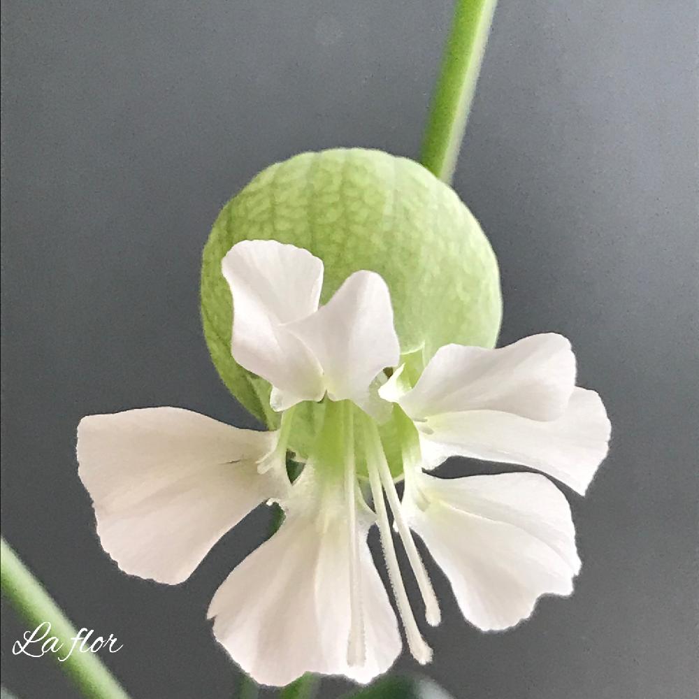 これまでで最高のグリーンベル 花 最高の花の画像