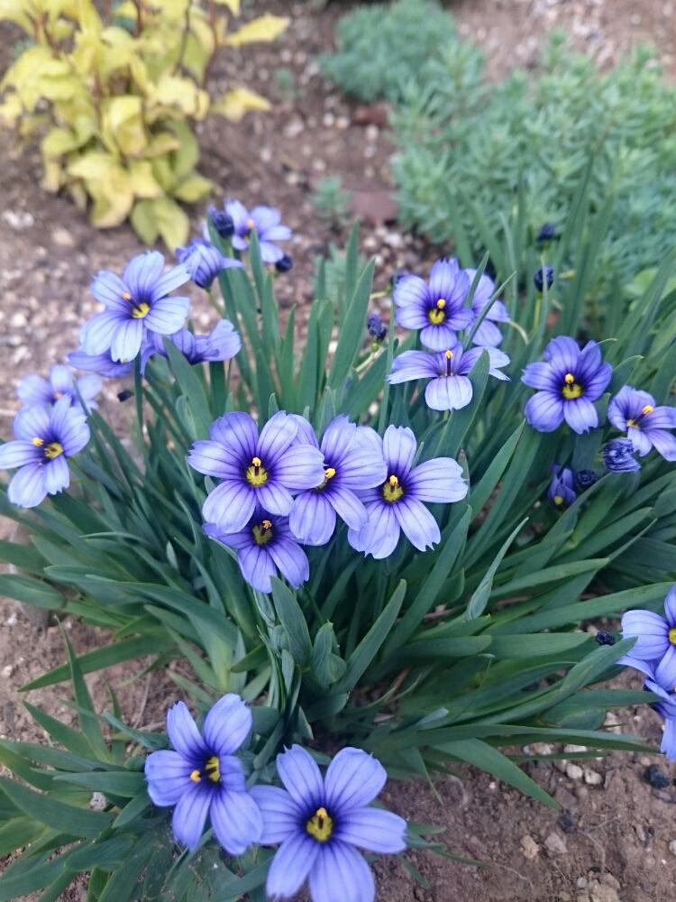 シシリンチューム カリフォルニアスカイの投稿画像 By いたのかペリー さん 草丈15センチと紫の花とカラーリーフと常緑 18月4月26日 Greensnap グリーンスナップ