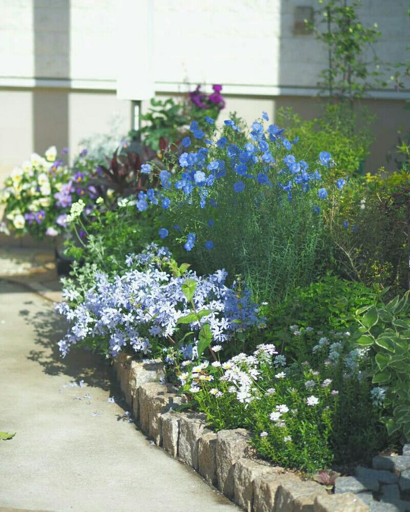 イベリスの投稿画像 By Ougさん フロックスと宿根アマと花のある暮らしと手作り花壇とミニ花壇 18月4月26日 Greensnap グリーンスナップ