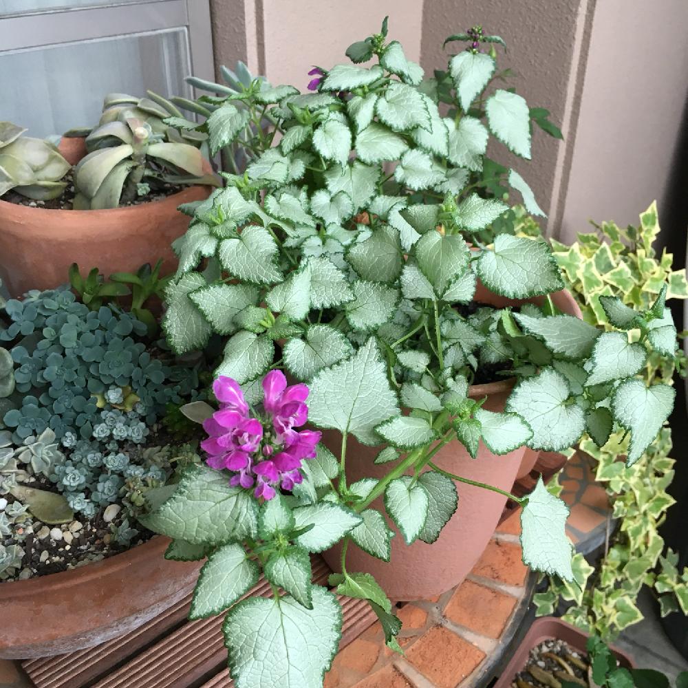 ラミュウムの投稿画像 By サチコさん 成長記録とベランダーとシルバーリーフとラミウムとバルコニー ベランダと成長記録とベランダーとシルバーリーフ 18月4月26日 Greensnap グリーンスナップ Greensnap グリーンスナップ