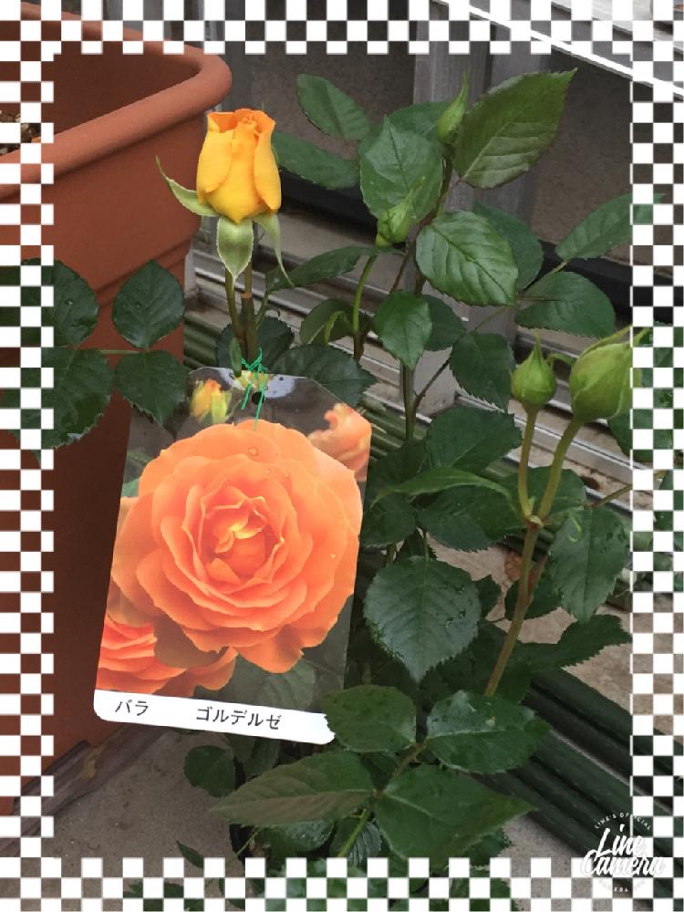 バラ フロリバンダの投稿画像 By Kaoさん バラ 鉢植えと四季咲きと微香と花のある暮らしと小さな庭とバラ ゴルデルゼと薔薇 と薔薇に魅せられてとバラ フロリバンダとバラ 鉢植えと四季咲きと微香と花のある暮らしとバラ ゴルデルゼと薔薇 と薔薇に魅せられて 18