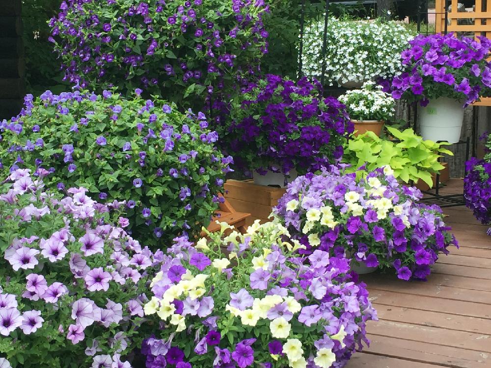 ムラサキの花の投稿画像 By 葉っぱfanaticさん 花のある暮らしとペチュニアの寄せ植えと紫の花とプランター植え 18月4月26日 Greensnap グリーンスナップ