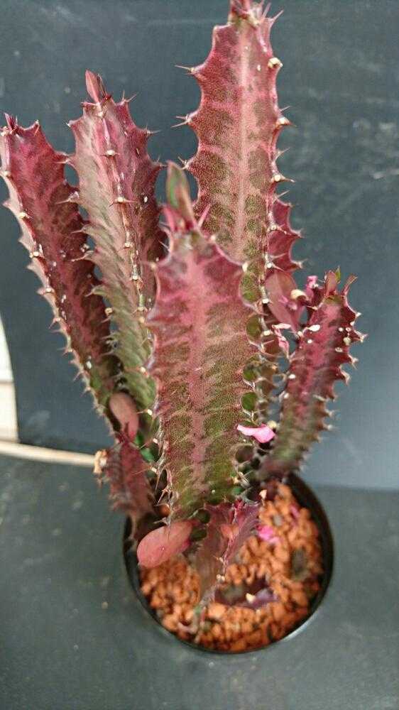 ユーフォルビア　セプルタ　群生　接木　美株 ユーフォルビアセプルタ群生接木美株