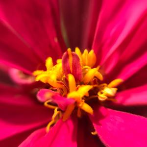 シュロの投稿画像 By Yakkyさん シュロの花と家庭菜園と花のある暮らしと家庭菜園奮闘日記とおうち園芸 月5月2日 Greensnap グリーンスナップ