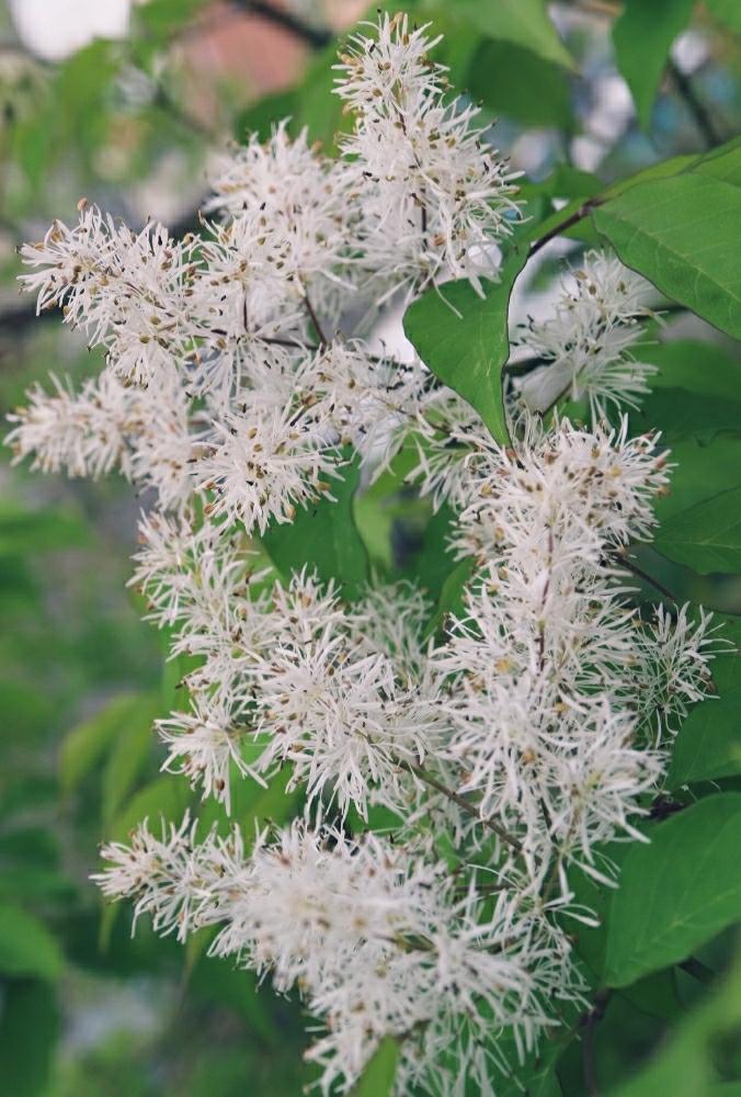 アオダモ の投稿画像 By Naguuさん 雑木の庭と白い花といい天気 2018月4月27日 Greensnap グリーンスナップ