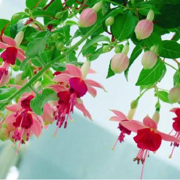 ドレスみたいな花の投稿画像一覧 Greensnap グリーンスナップ