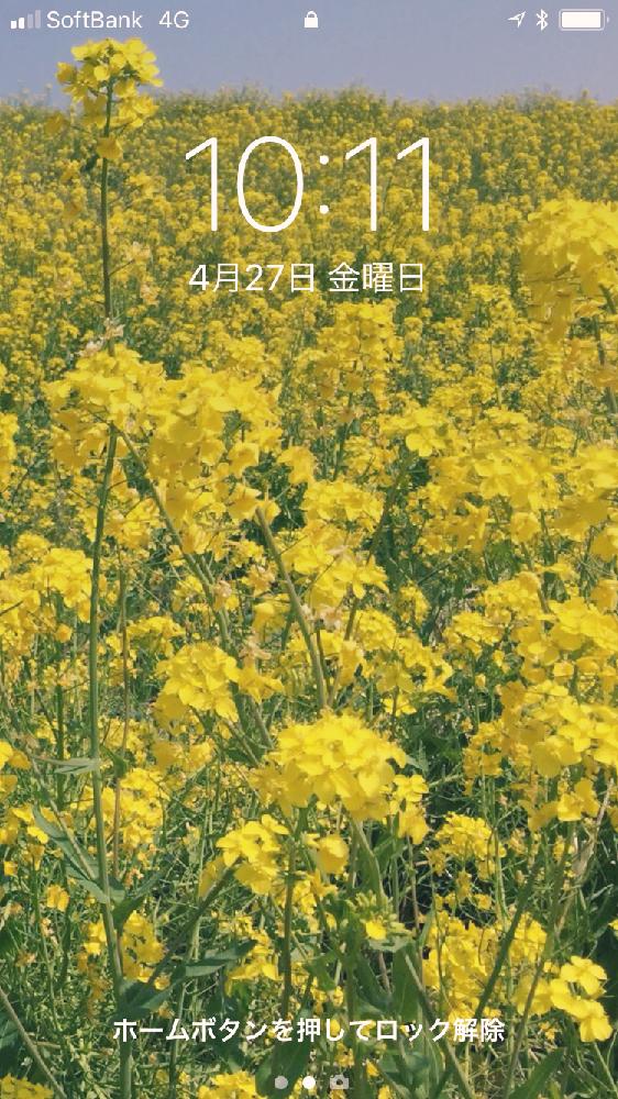 ナノハナの投稿画像 By Kusu Kusuさん スマホ撮影と画面いっぱい満開シリーズときいろいお花と待ち受けと菜の花 と壁紙 18月4月27日 Greensnap グリーンスナップ