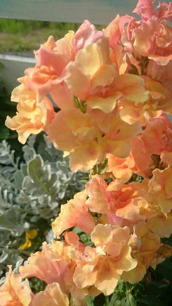 セントーレア マジックシルバーの投稿画像 By ライムライトさん キンギョソウと小さな庭とカラーリーフとgs映えとナチュラルガーデンと植中毒と花のある暮らしとアプリコット色とバラ ミニバラとカラーリーフとgs映えとナチュラルガーデンと植中毒と花のある暮らしと