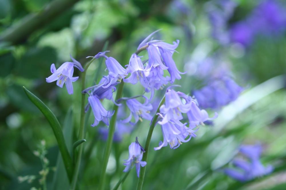 イングリッシュブルーベルの投稿画像 By Treeさん ブルーベルと春のお花と可憐な花と青い花とイングリッシュガーデンに憧れてとガーデニングと庭植えと球根植物 2018月4月27日 Greensnap グリーンスナップ