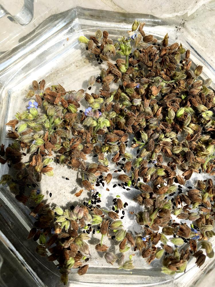 ワスレナグサの投稿画像 By Pecoさん タネの採取とわすれな草と植中毒とガーデニングと花のある暮らし 18月4月27日 Greensnap グリーンスナップ