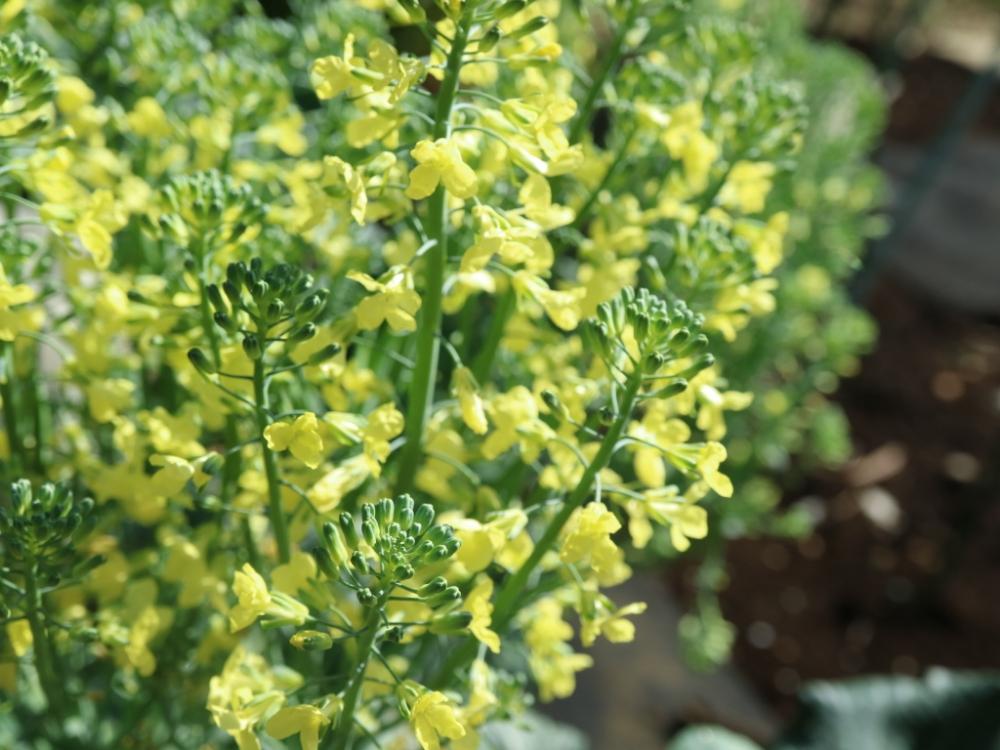 ブロッコリーの花の投稿画像 By ミルキーさん ブロッコリーとかわいいよ とマイガーデンと 黄色植物 コンテストと野菜の花と花のある暮らしと咲いた とgs食材 18月4月27日 Greensnap グリーンスナップ