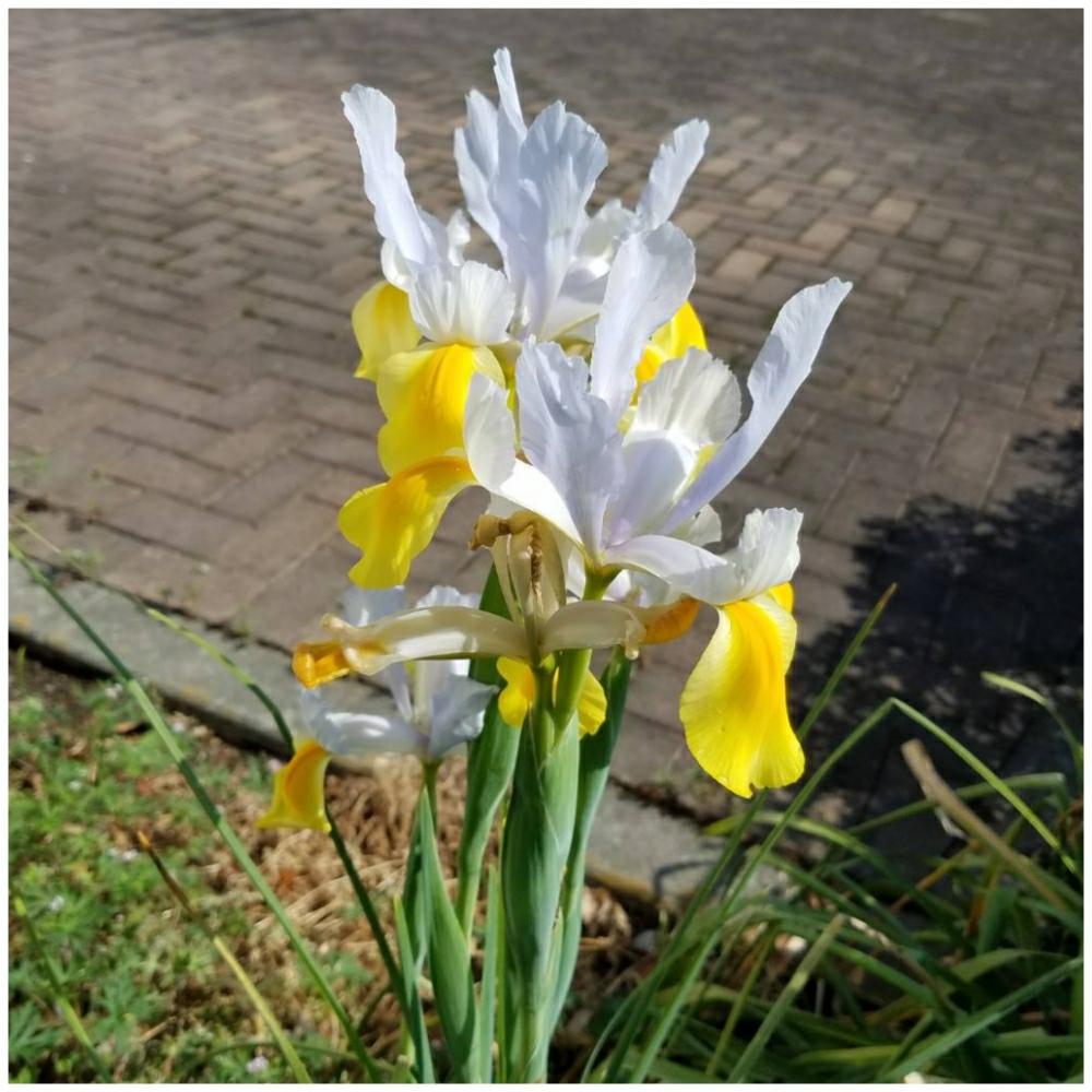 ダッチアイリス アポロの投稿画像 By Momoさん 花のある風景と今日の私の写真と花のある日常と花好きと花癒しとなんだろう 18月4月27日 Greensnap グリーンスナップ