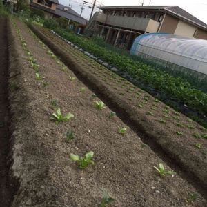 自家栽培の野菜達,自家製野菜,お野菜,春野菜,わが家のヤサイ❢の画像