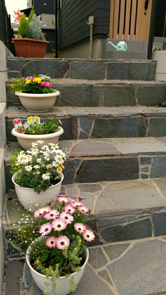 玄関先の投稿画像 By けい さん 花のある暮らしとかわいいな 18月4月27日 Greensnap グリーンスナップ