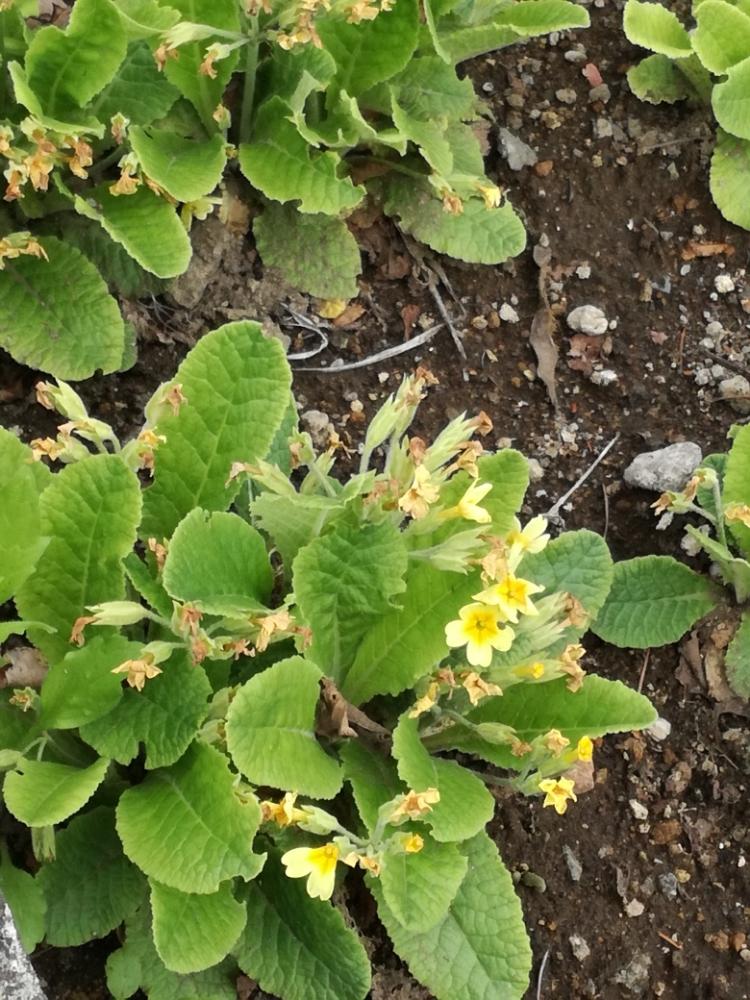 篠生さんの投稿画像 18月4月27日 Greensnap グリーンスナップ