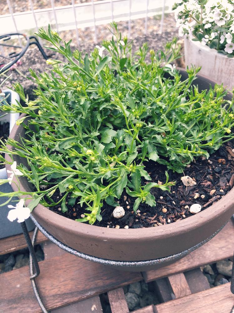 アズーロコンパクトの投稿画像 By カオリさん 初心者ですとサントリーアズーロコンパクトとgs日和とアズーロコンパクト と花のある暮らしとお花のある生活 18月4月27日 Greensnap グリーンスナップ