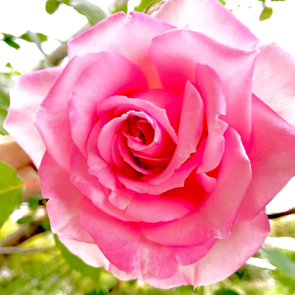 バラの投稿画像 By Kaoringsさん バラ パローレと花好きは母譲りとピンク ピンク ピンク と薔薇に魅せられてと実家の庭と三重県といい香りと薔薇 と甘い香りとママガーデナー 18月4月27日 Greensnap グリーンスナップ
