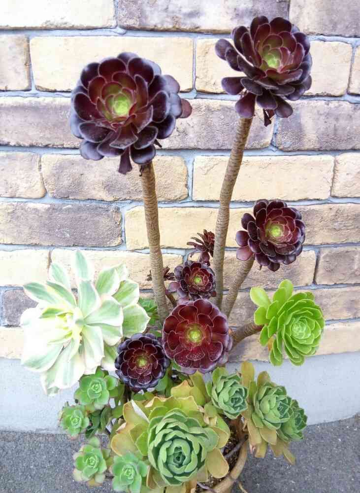 多肉植物。花蝴蝶法師錦 あたっ
