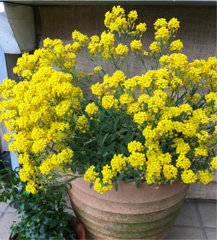多年草 可愛い 黄色のアリッサム10粒と2種類の植物の種のおまけ付き