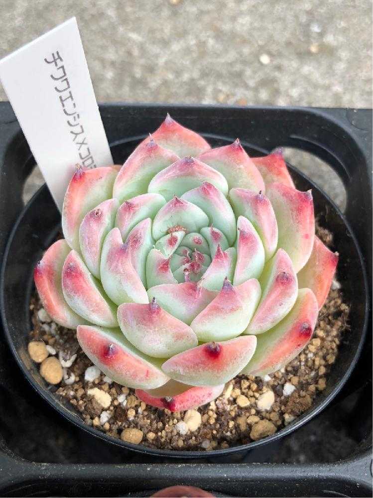 多肉植物福袋 おまかせ12個セット｜🍀GreenSnap（グリーンスナップ）