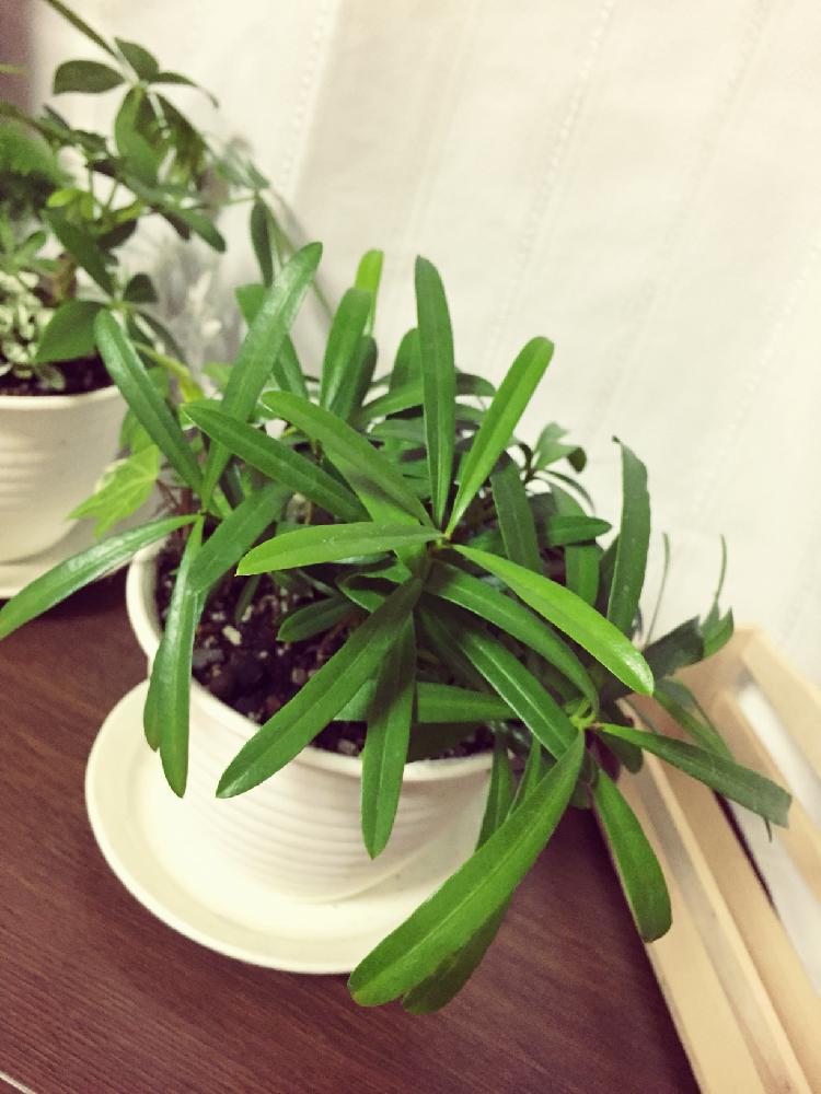 ラカンマキの投稿画像 By Keinaさん 観葉植物と寄せ植えとかわいいな 18月4月28日 Greensnap グリーンスナップ