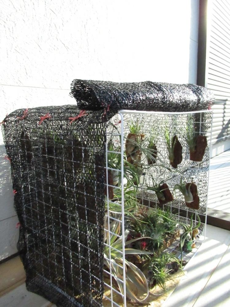 成長記録の投稿画像 By Leafさん エアプランツとエアープランツ チランジア 18月4月28日 Greensnap グリーンスナップ