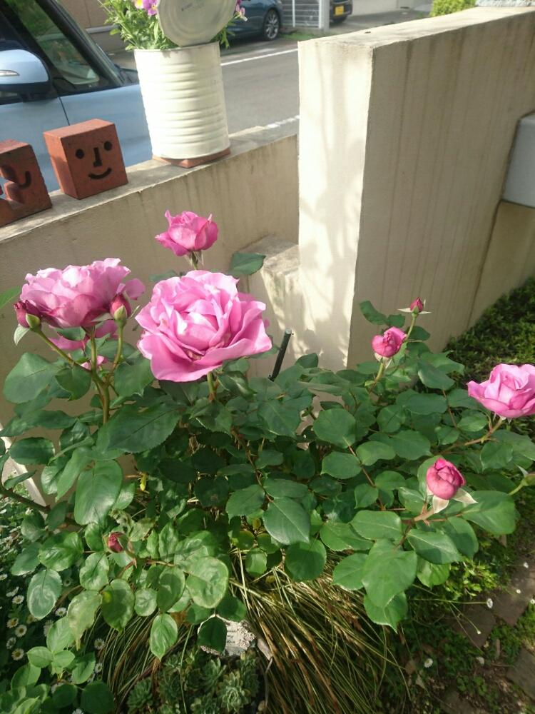 バラ ブルーリバーの投稿画像 By ヒロリンパさん 花壇と我が家の花壇とブルーリバー と成長記録と花のある暮らしとばら 薔薇 バラとバラ ミニバラと紫の花と咲いた 18月4月28日 Greensnap グリーンスナップ